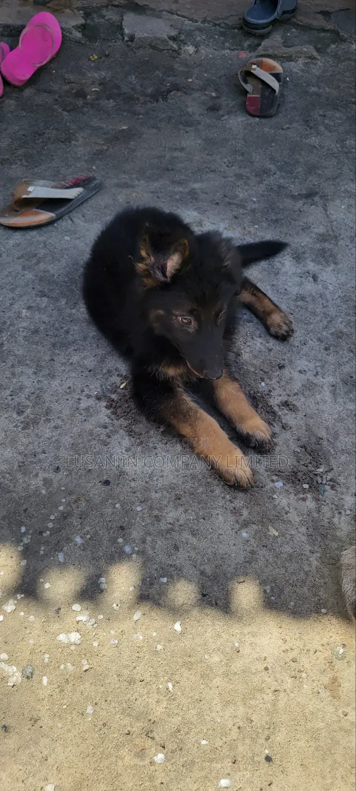 1-3 months Male Purebred German Shepherd
