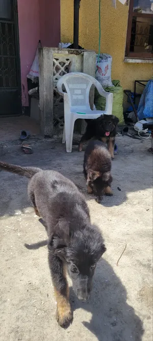 1-3 months Male Purebred German Shepherd