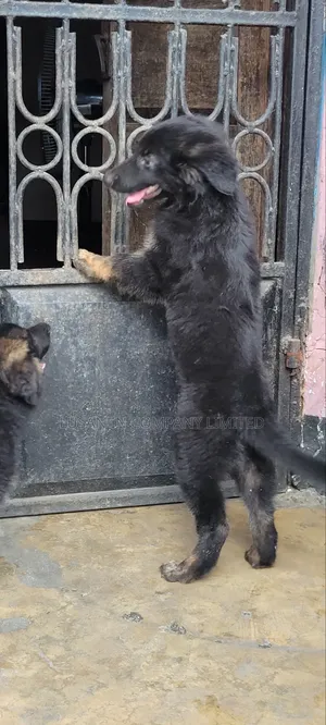 1-3 months Male Purebred German Shepherd