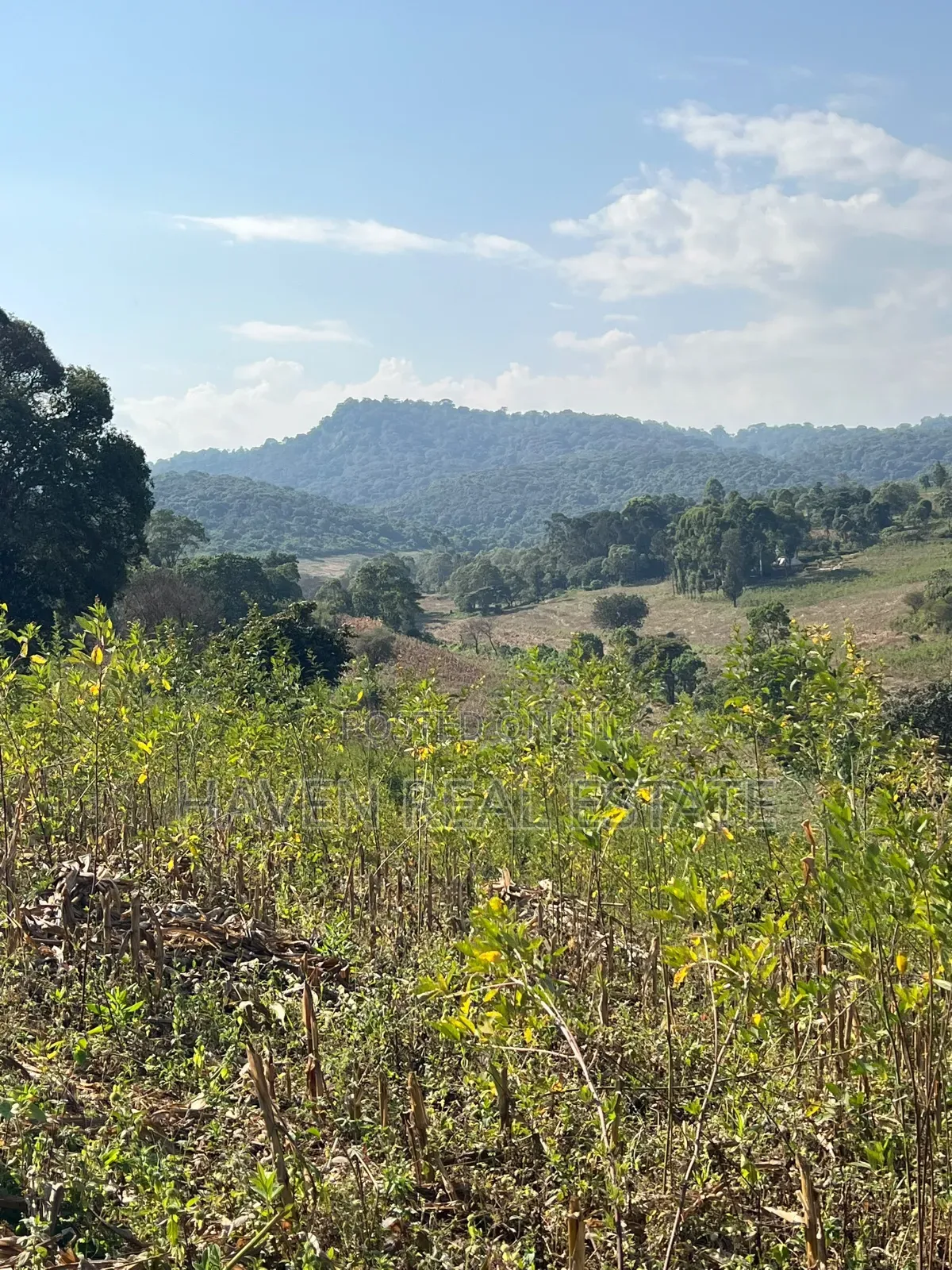 11Acres With Stunning Forest View for Sale in Rhotia-Marera, Karatu*