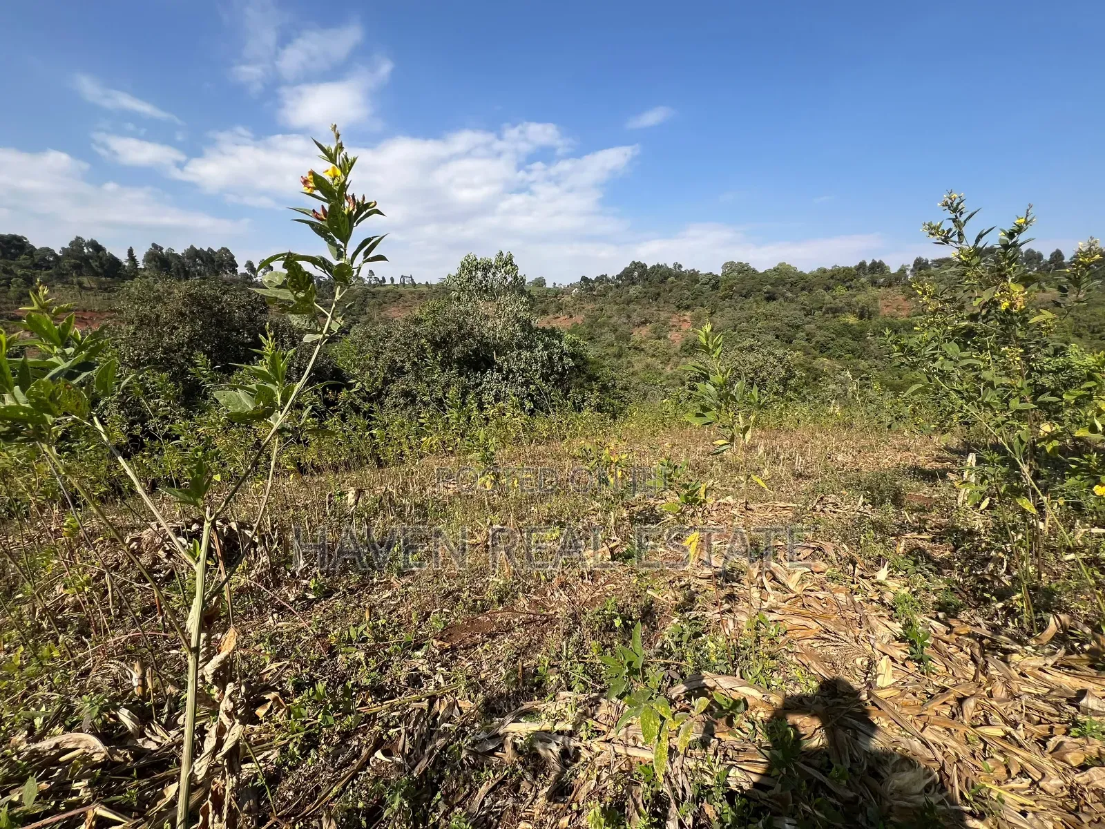 11Acres With Stunning Forest View for Sale in Rhotia-Marera, Karatu*
