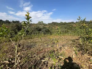 11Acres With Stunning Forest View for Sale in Rhotia-Marera, Karatu*
