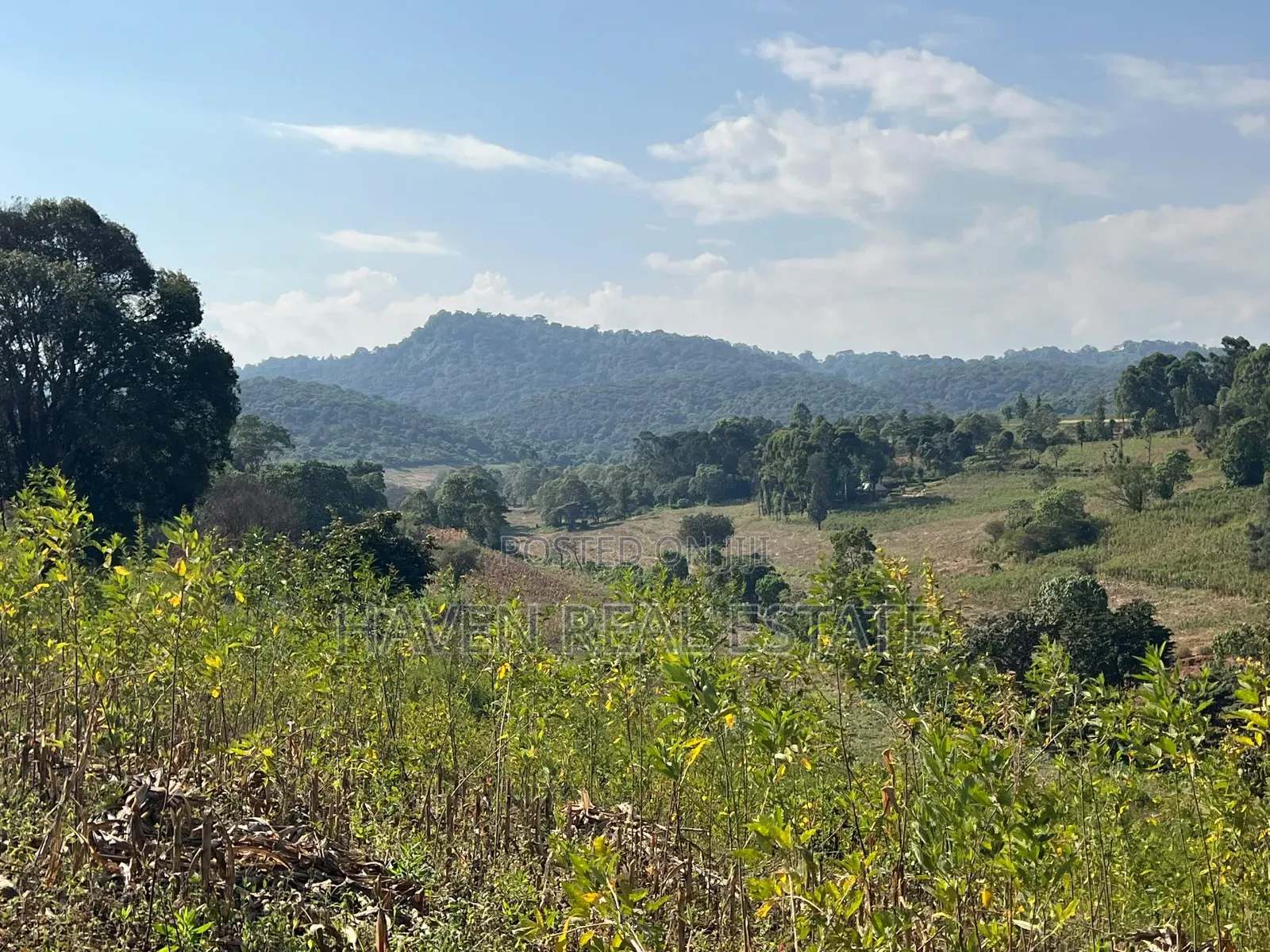 11Acres With Stunning Forest View for Sale in Rhotia-Marera, Karatu*