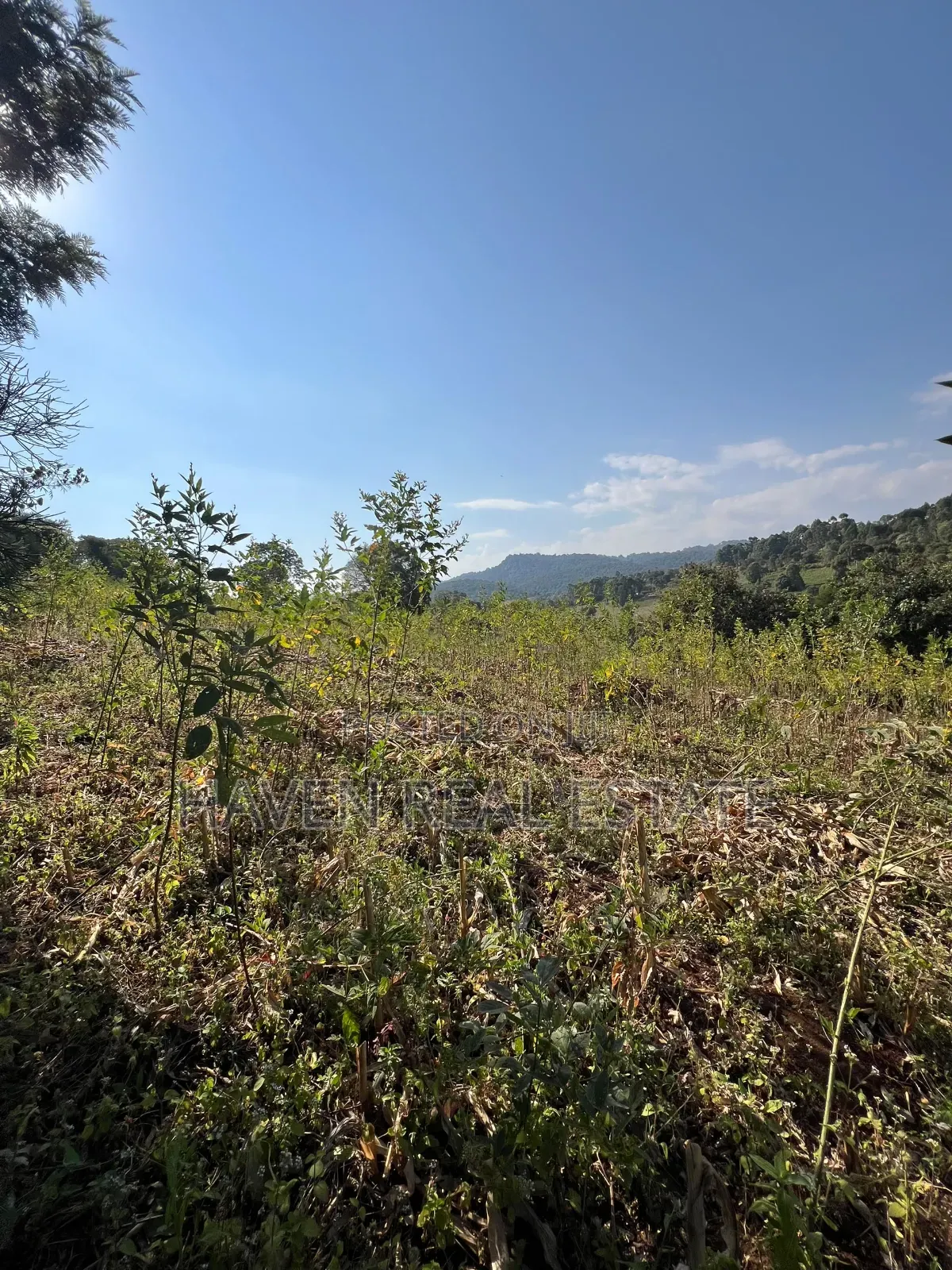 11Acres With Stunning Forest View for Sale in Rhotia-Marera, Karatu*
