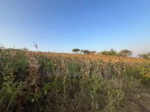 5 Acres With Lake Manyara Manyara Airport View for Sale in Karatu*