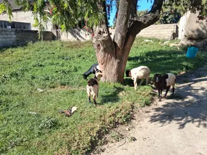 Kondoo Wakubwa Na Wadogo