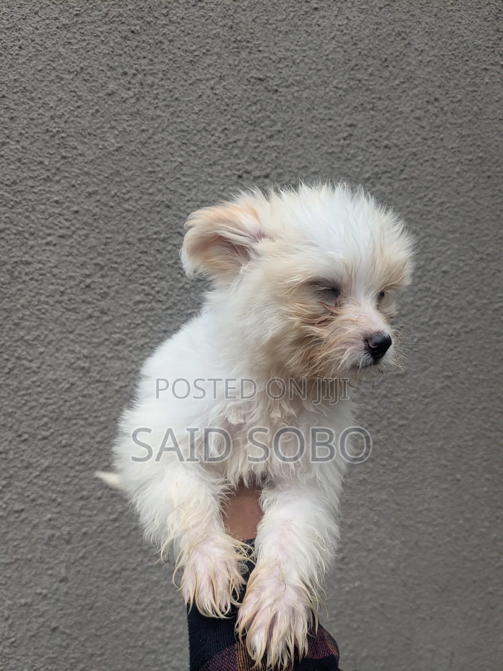 1-3 months Male Purebred Maltese
