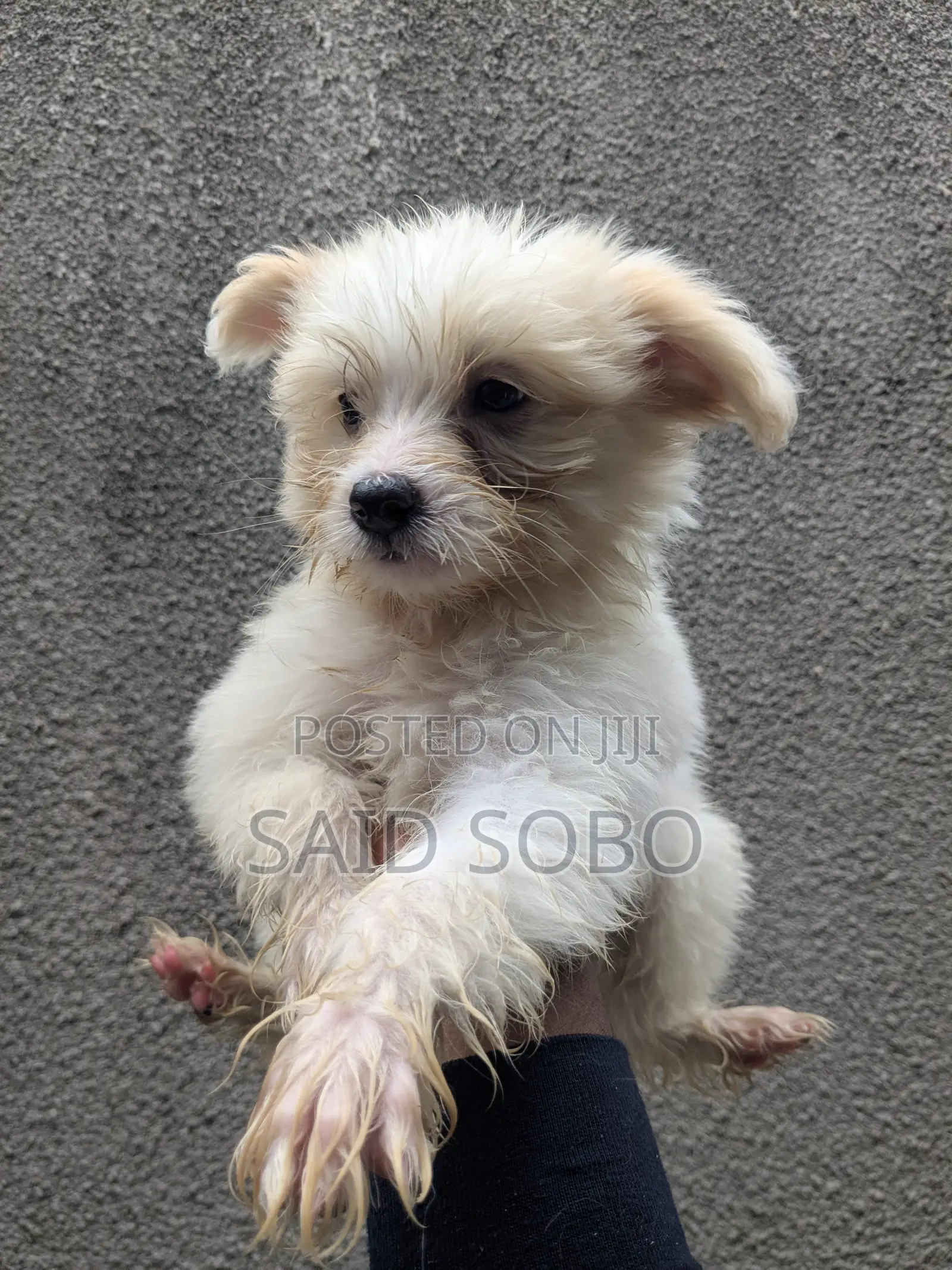 1-3 months Male Purebred Maltese