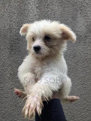 1-3 months Male Purebred Maltese