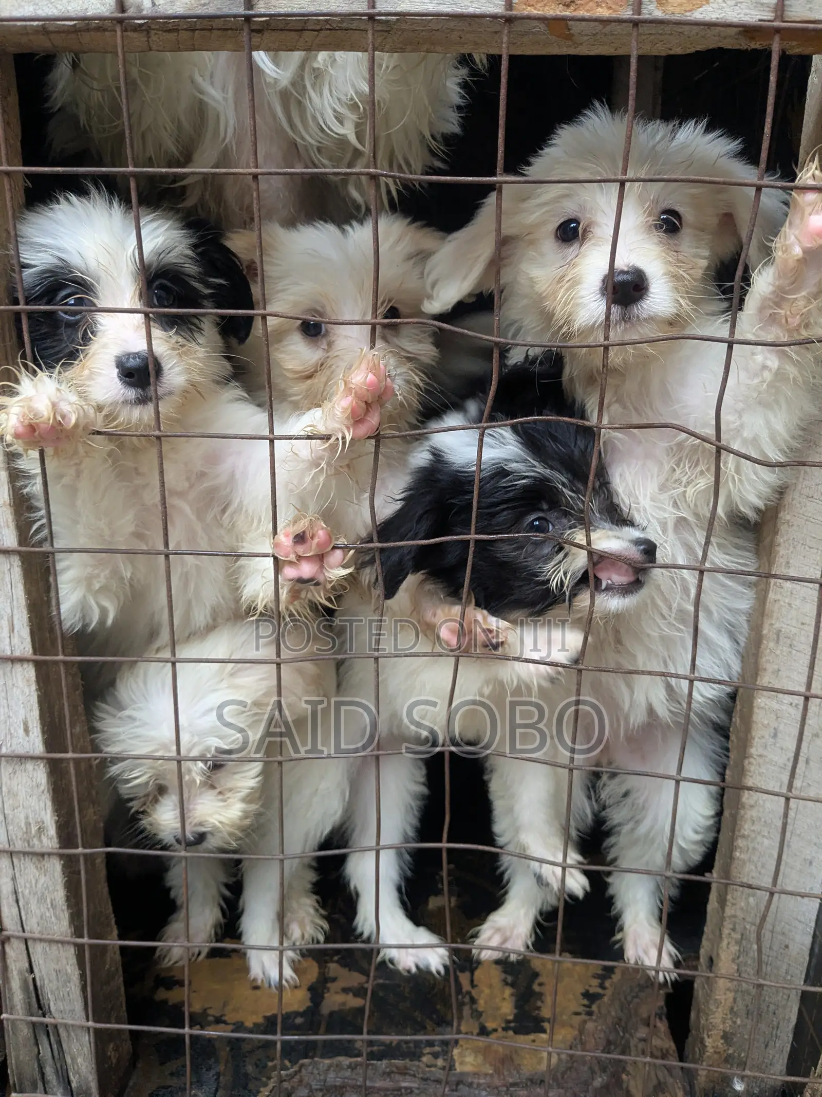 1-3 months Male Purebred Maltese
