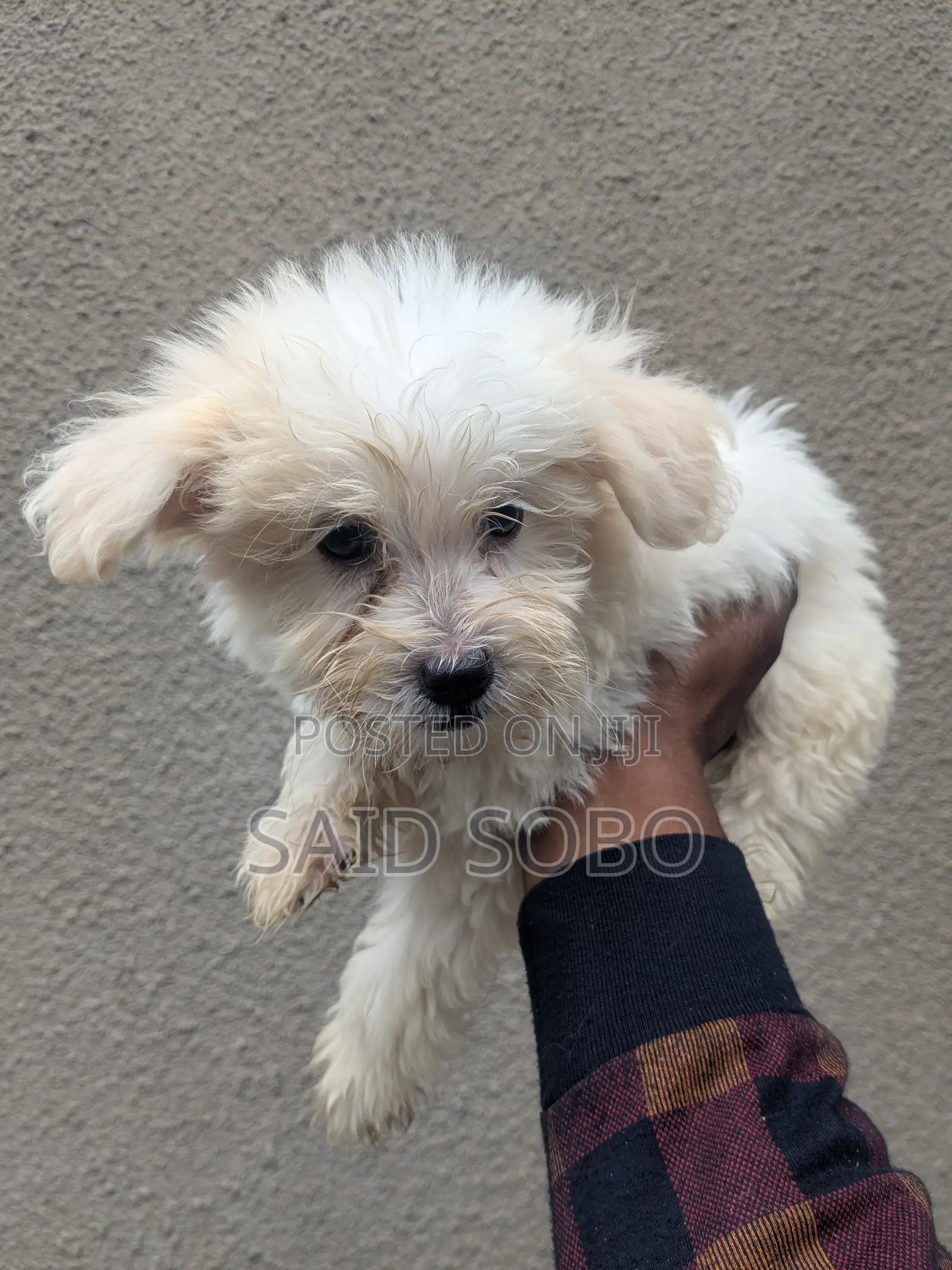 1-3 months Male Purebred Maltese