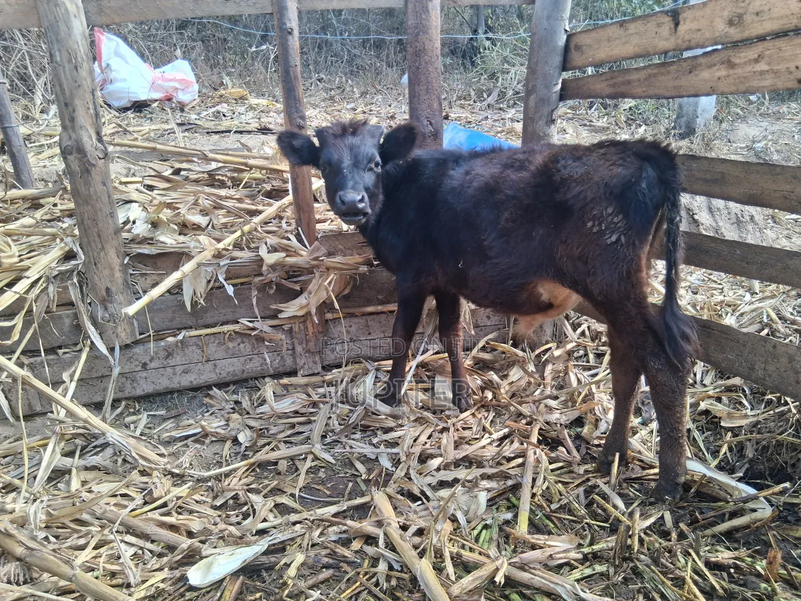 Ng'ombe Dume Wa Kisasa