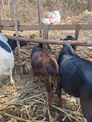 Ng'ombe Dume Wa Kisasa