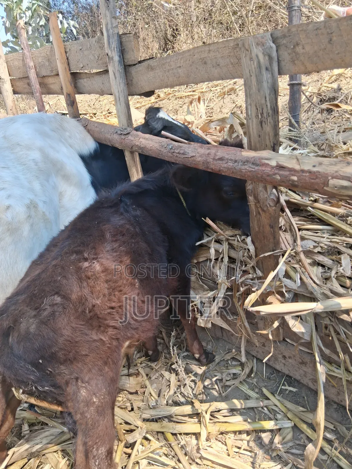 Ng'ombe Dume Wa Kisasa