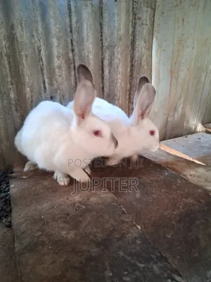 Sungura Wakubwa Na Wadogo