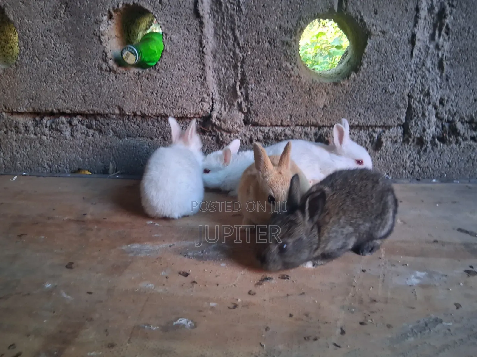Sungura Wakubwa Na Wadogo