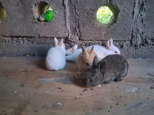 Sungura Wakubwa Na Wadogo