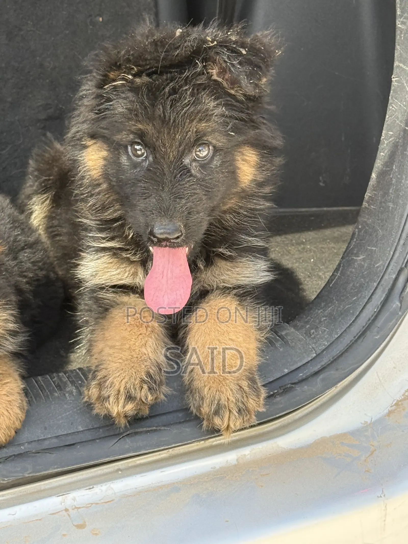 1-3 months Male Purebred German Shepherd