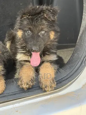 1-3 months Male Purebred German Shepherd