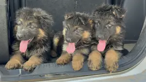 1-3 months Male Purebred German Shepherd