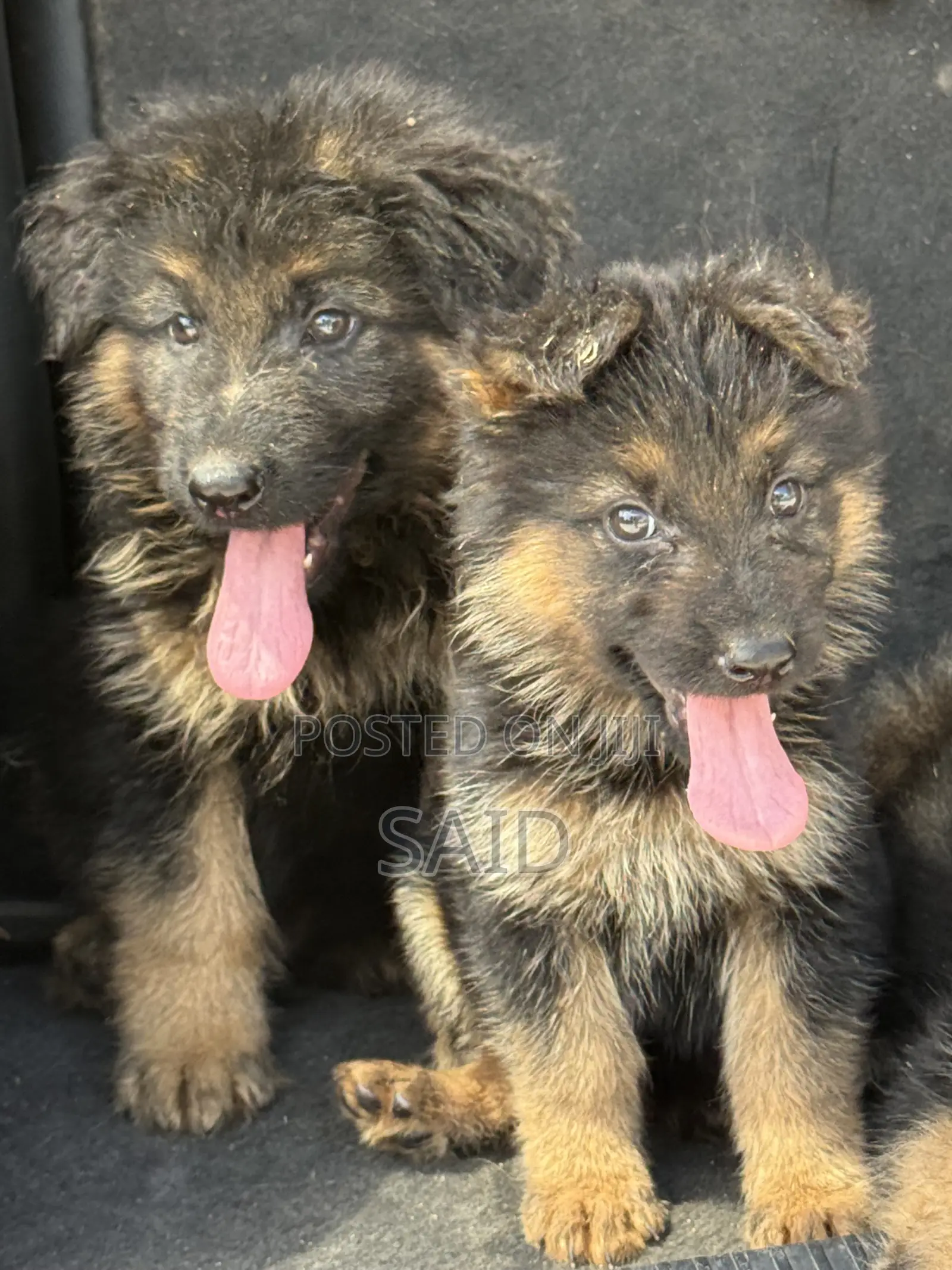1-3 months Male Purebred German Shepherd