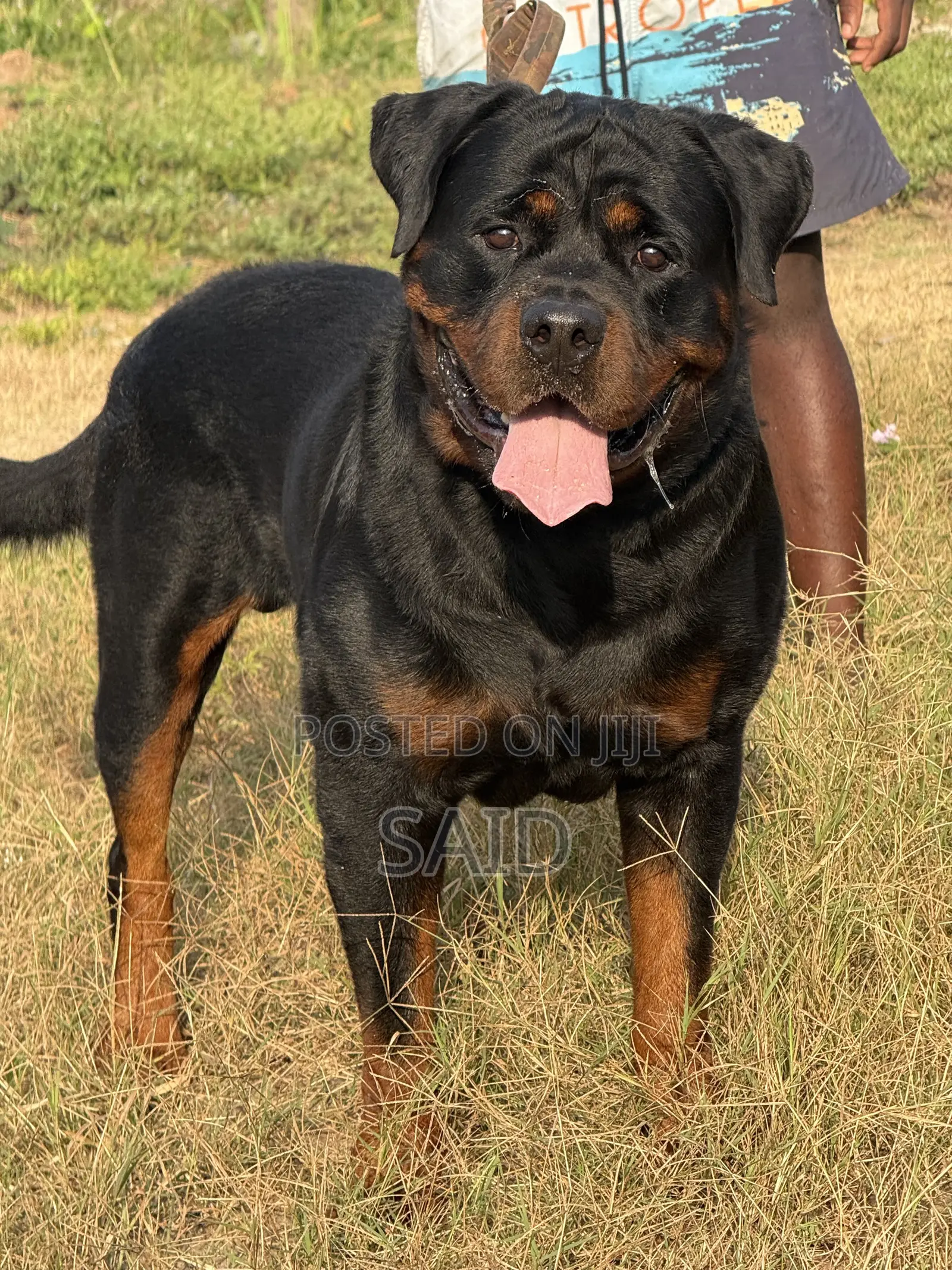1+ year Male Purebred Rottweiler