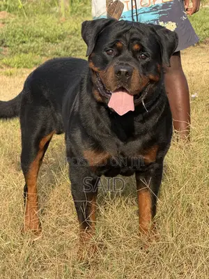 1+ year Male Purebred Rottweiler