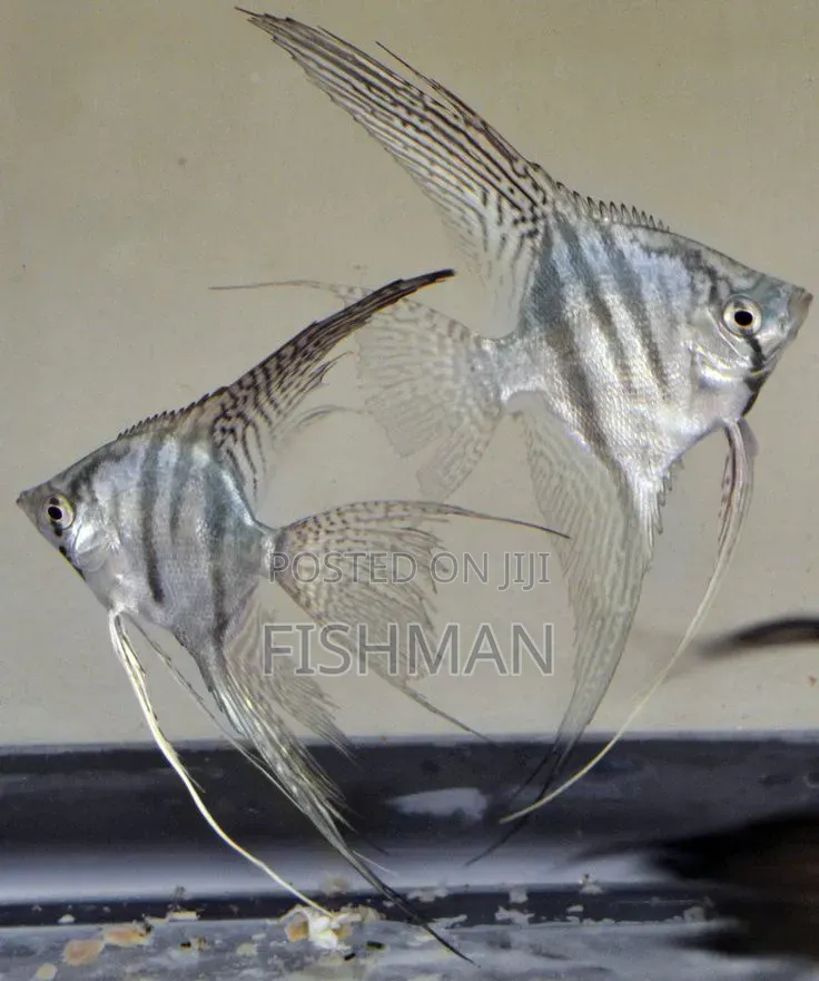 Samaki Wa Urembo