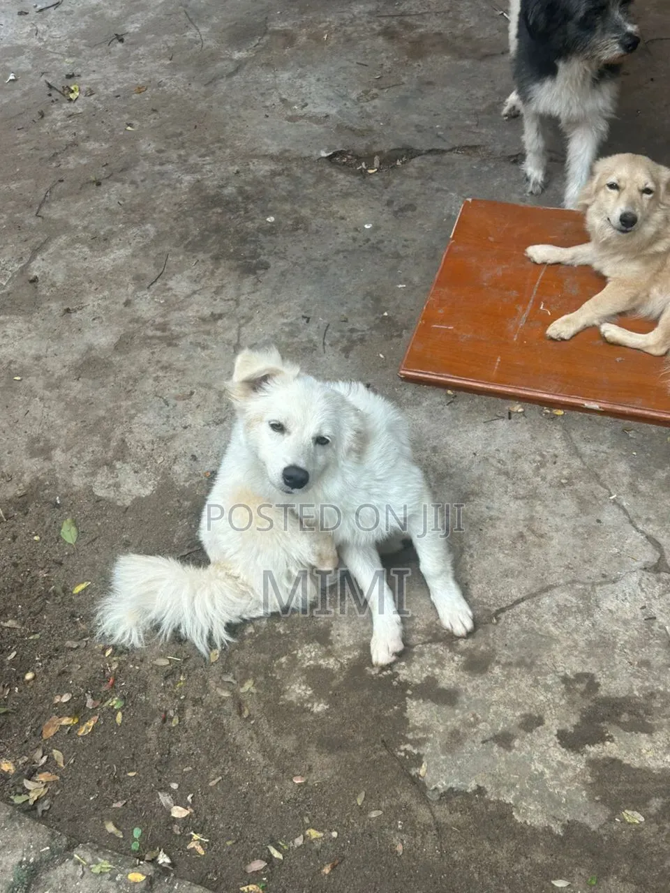 6-12 months Male Mixed Breed Maltese