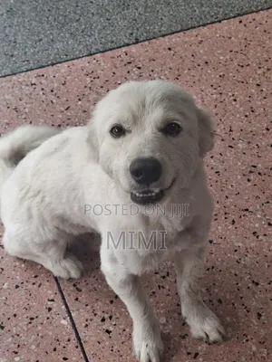 6-12 months Male Mixed Breed Maltese