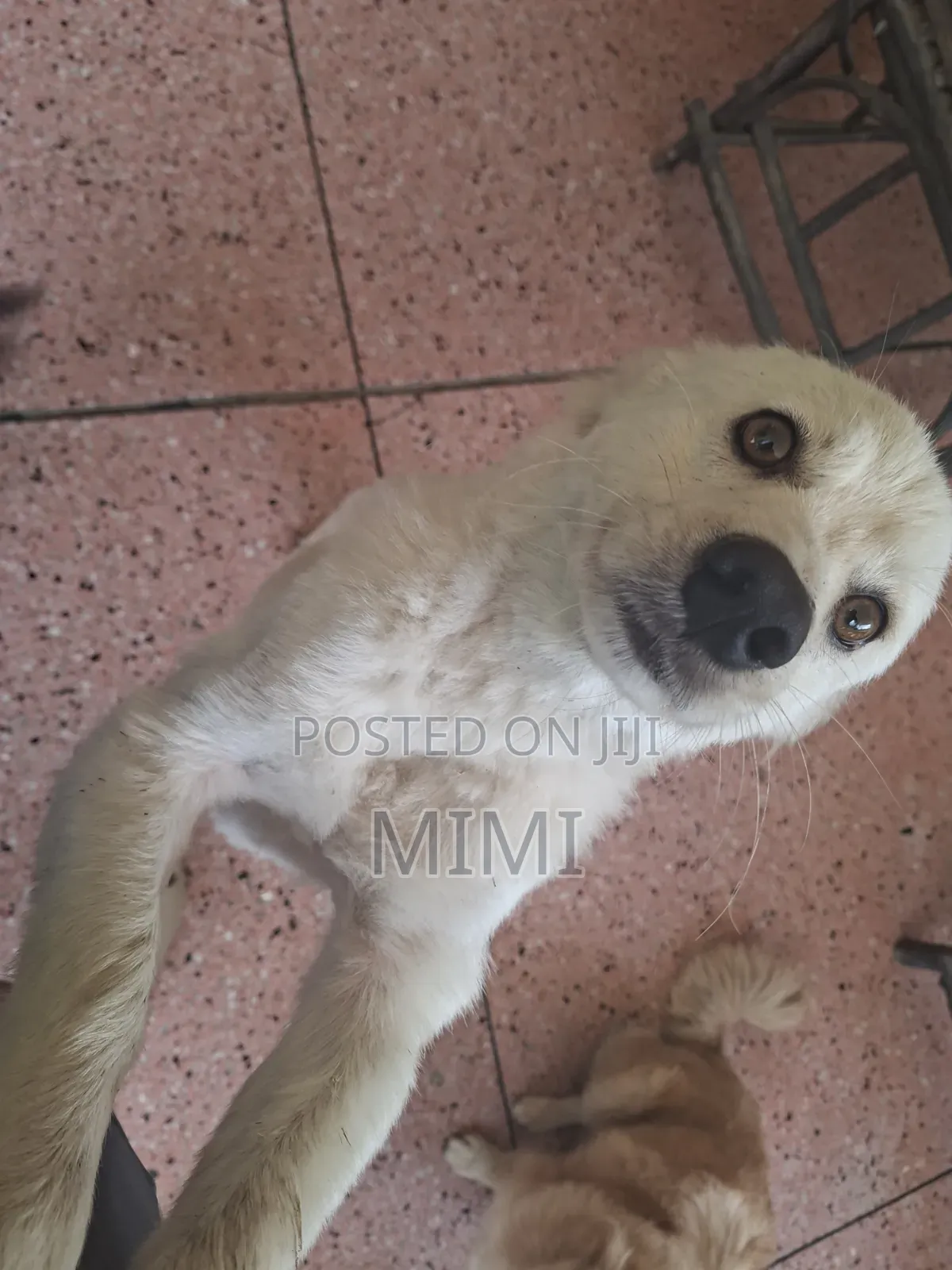 6-12 months Male Mixed Breed Maltese