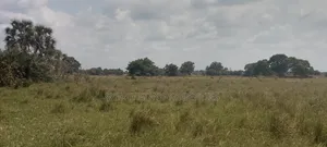 Kiwanja Kitopeni Bagamoyo Mjini