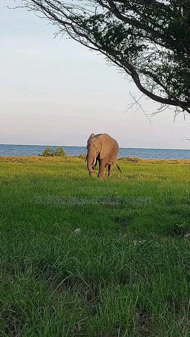 Saadani Park Beach Plot on Sale