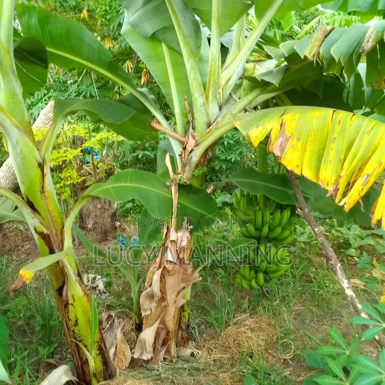 2bdrm Farm House in Vikindu for sale