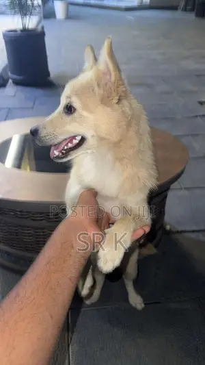 3-6 months Male Mixed Breed Maltese