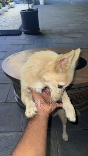 3-6 months Male Mixed Breed Maltese