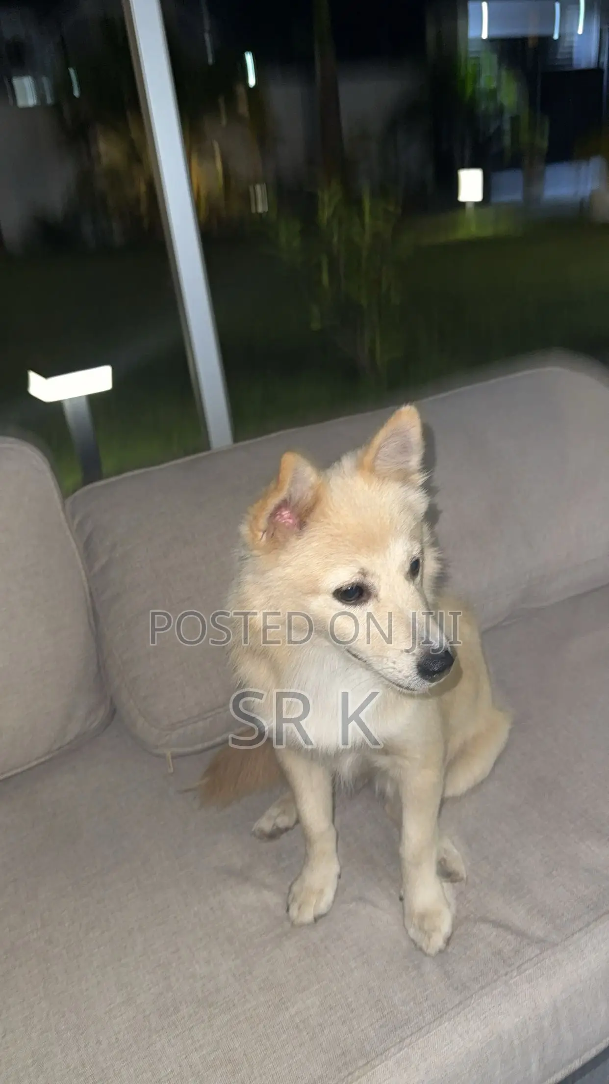 3-6 months Male Mixed Breed Maltese