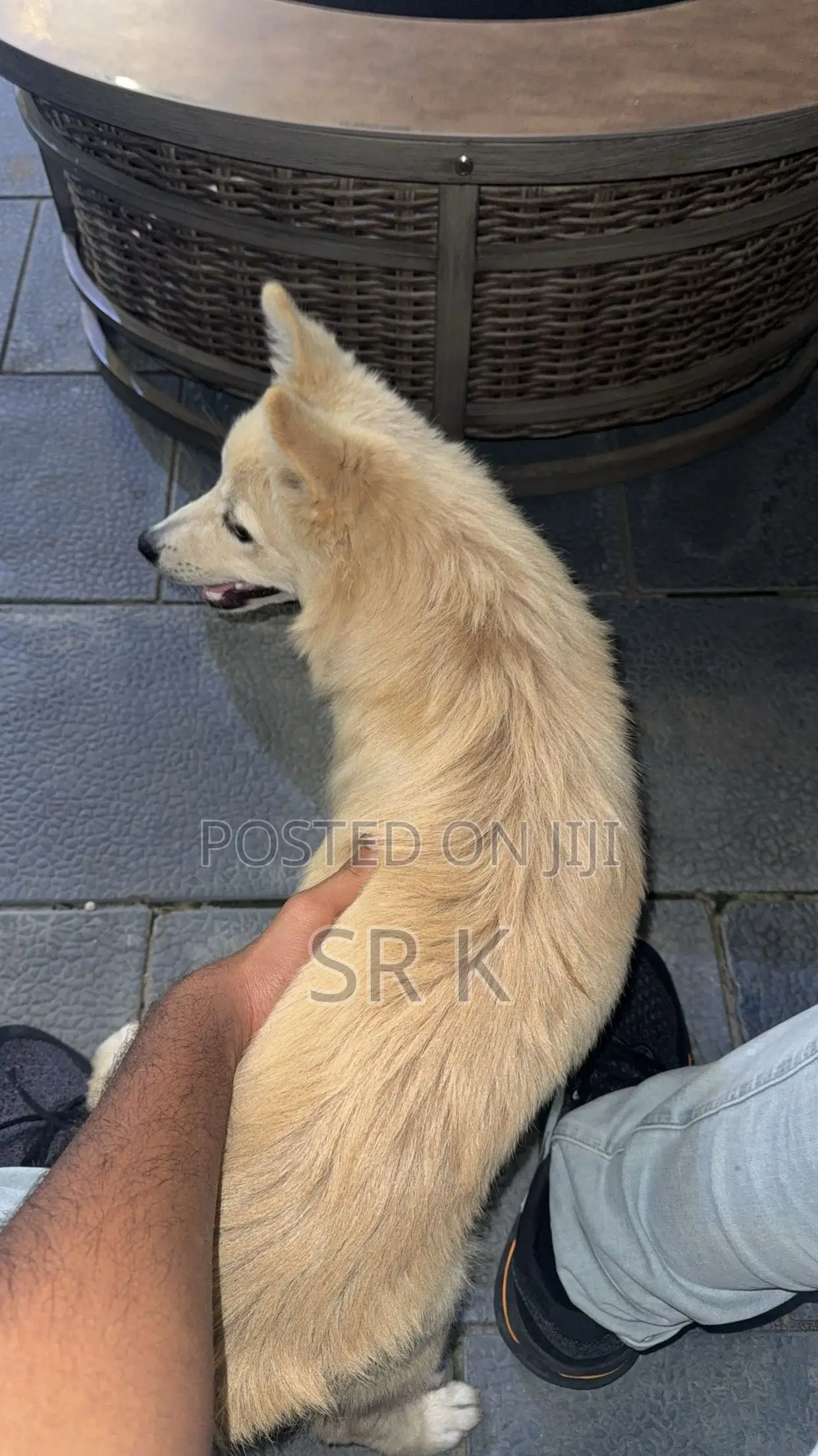 3-6 months Male Mixed Breed Maltese