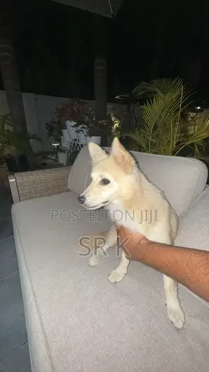 3-6 months Male Mixed Breed Maltese