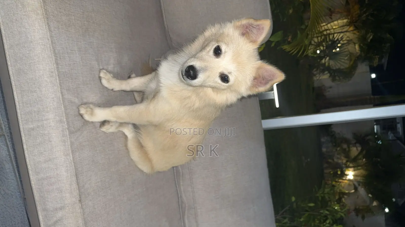 3-6 months Male Mixed Breed Maltese