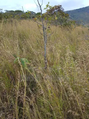 Shamba Linauzwa
