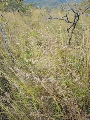 Shamba Linauzwa