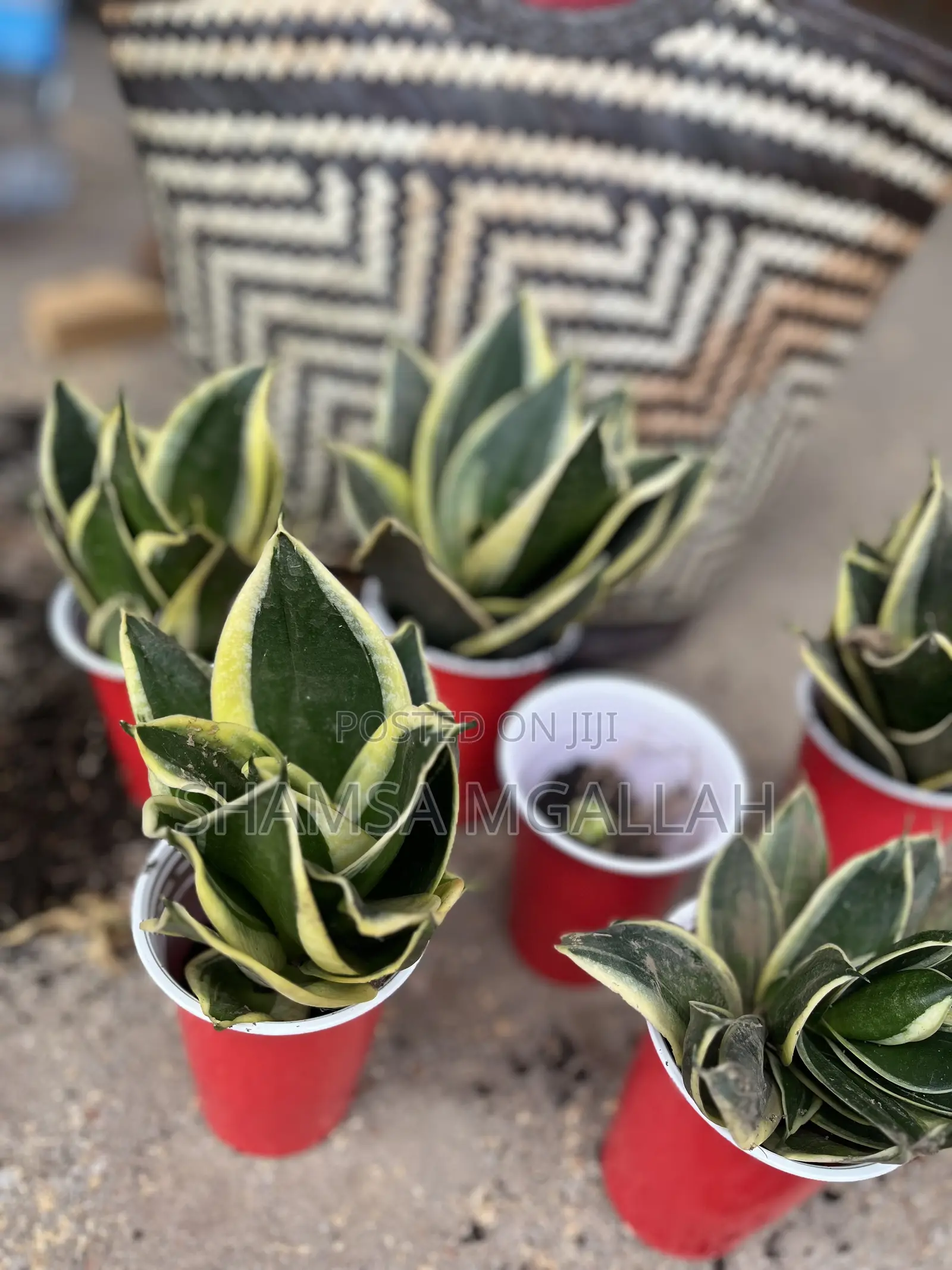 Ulimi Wa Mama Mkwe / Snake Plant