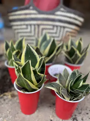 Ulimi Wa Mama Mkwe / Snake Plant