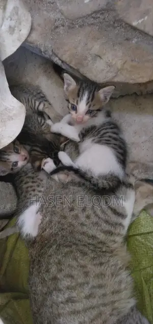 0-1 month Male Mixed Breed Cat