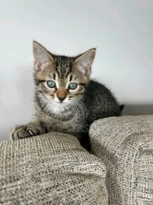 1-3 months Male Purebred Cat