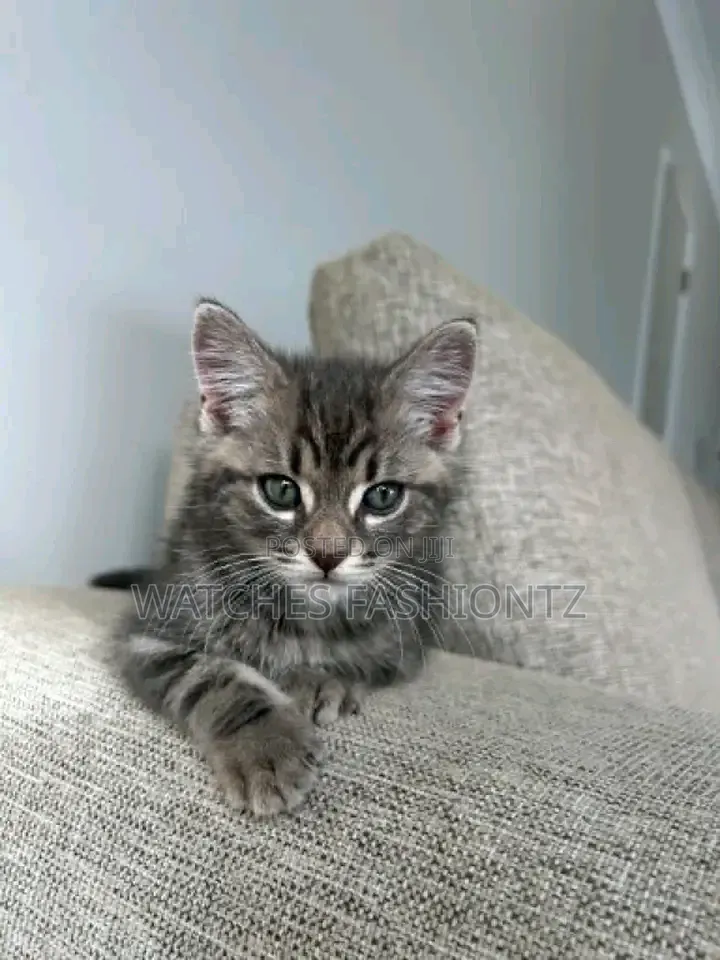 1-3 months Male Purebred Cat