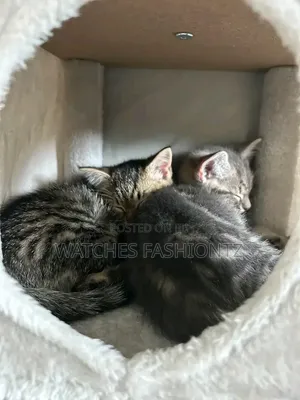 1-3 months Male Purebred Cat