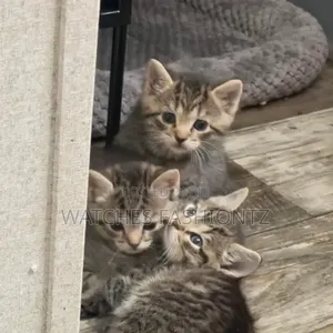 1-3 months Male Purebred Cat