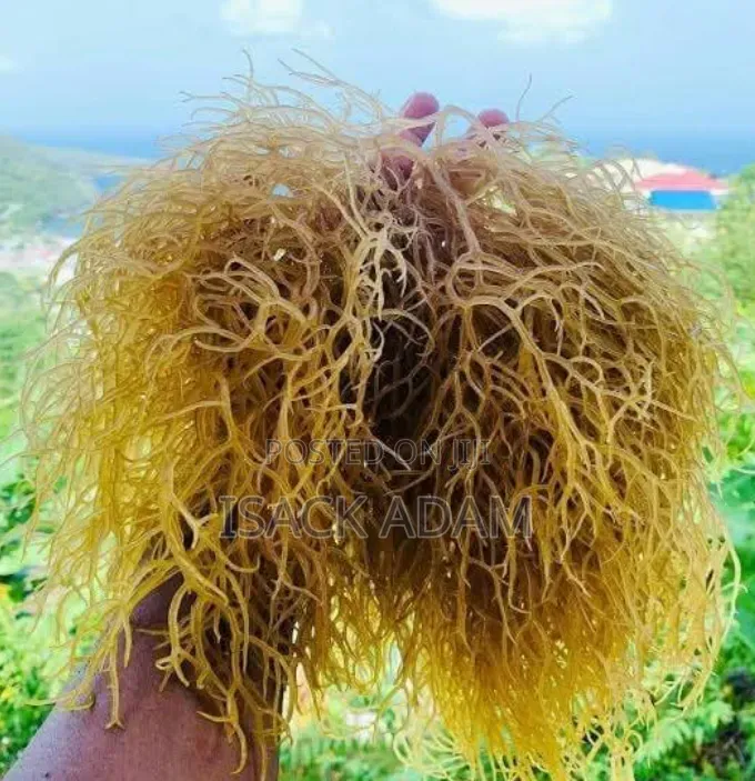 Mwani Seaweed Powder